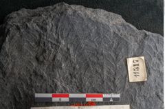 Foto (Detailansicht) von Plantae indet.  (NHMW-GEO-2024-0188-11517)